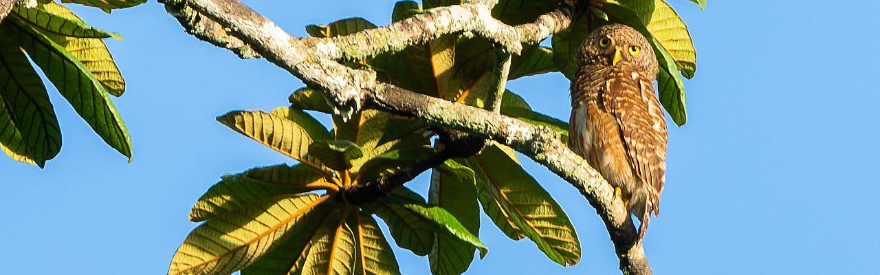 Birding Vietnam, Bird Watching Vietnam, Birding Asia, Naturalist Journeys, Wildlife Tour, Wildlife Photography, Ecotourism, Specialty Birds, Endemic Birds, Birding Hotspot, Cuc Phuong