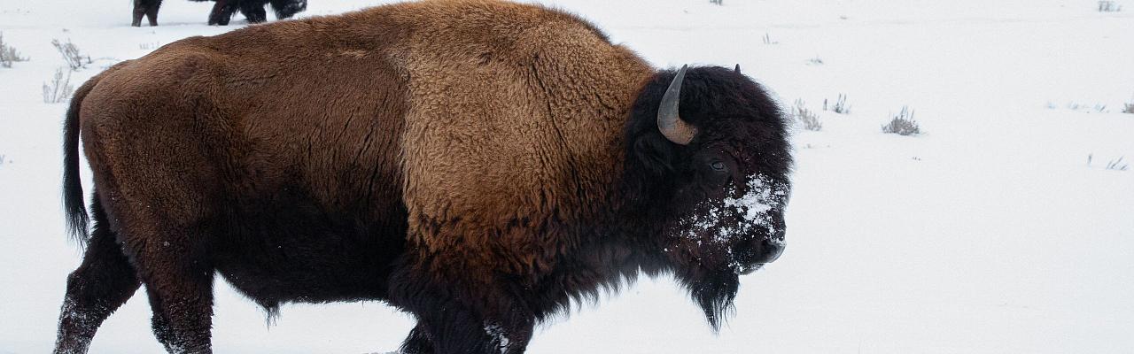 Bison, Birding Yellowstone, Wolf Watching Yellowstone, National Park, Naturalist Journeys, Wildlife Tour, Wildlife Photography, Ecotourism, Specialty Birds, Yellowstone National Park