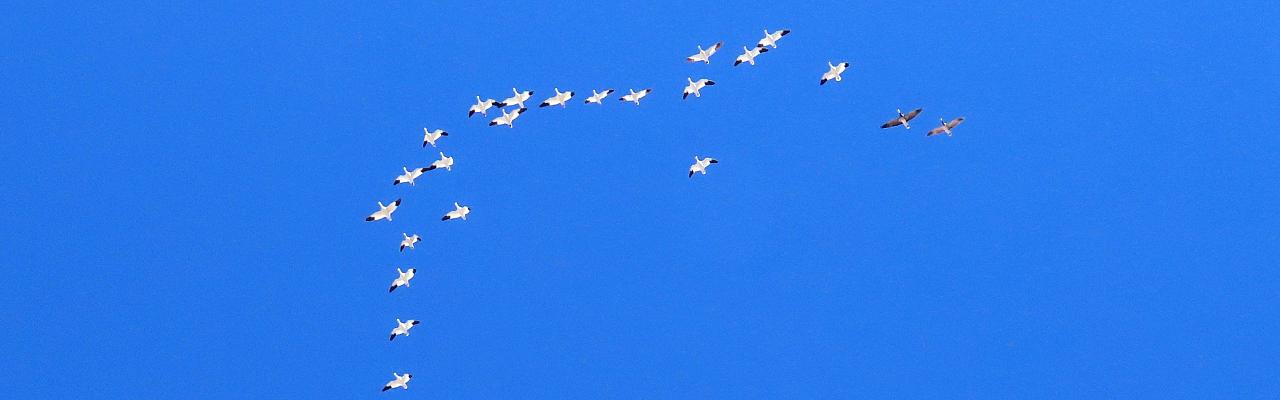 Birding Nebraska, Platte River, Bird watching Nebraska, Audubon Rowe Sanctuary, Naturalist Journeys, Wildlife Tour, Wildlife Photography, Ecotourism, Specialty Birds, Birding Hotspot, Sandhill Cranes