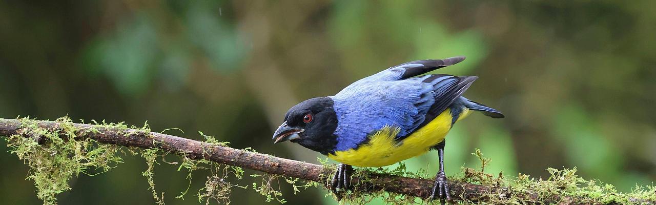 Hooded Mountain Tanager, Ecuador Birding Tour, Ecuador Hummingbird Tour, Ecuador Nature Tour, Naturalist Journeys