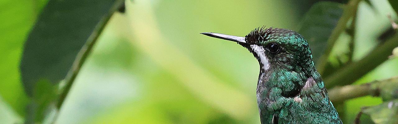 Green Thorntail, Ecuador, Ecuador Birding Tour, Ecuador Nature Tour, Quito, Naturalist Journeys