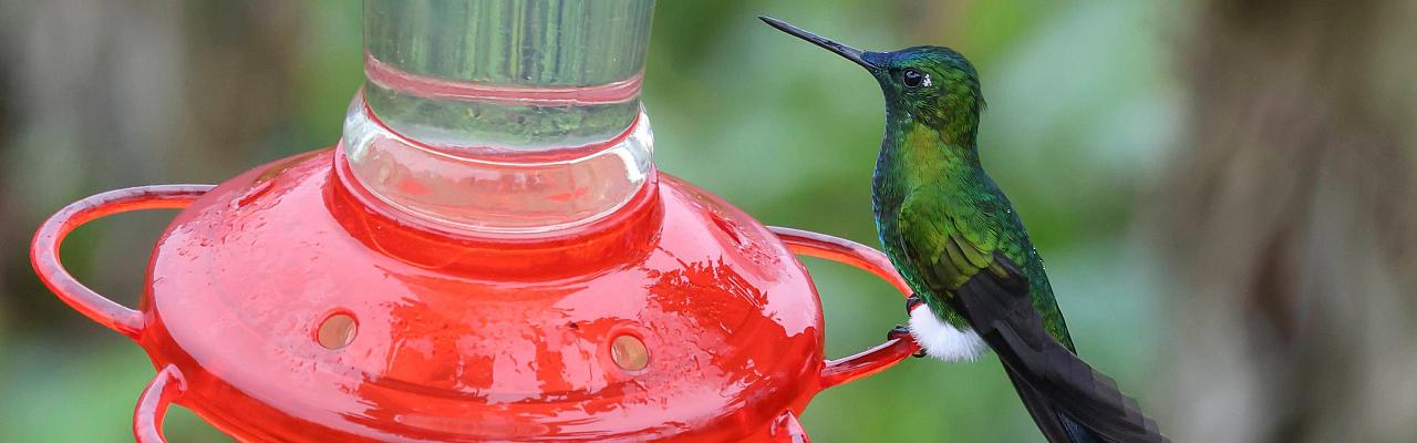 Sapphire-vented Puffleg, Ecuador, Ecuador Birding Tour, Quito, Ecuador Nature Tour, Ecuador Hummingbird Tour, Naturalist Journeys