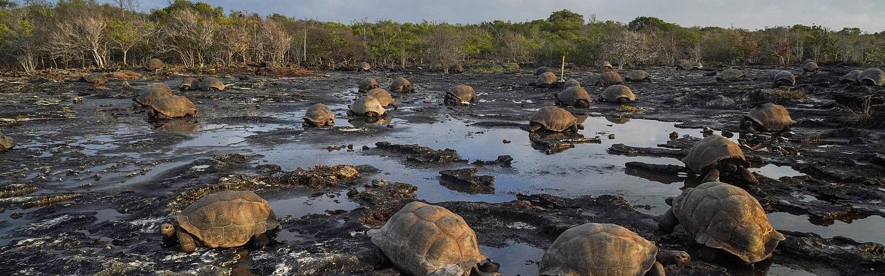 Seychelles Birding Tour, Seychelles Cruise, Seychelles Islands, Naturalist Journeys