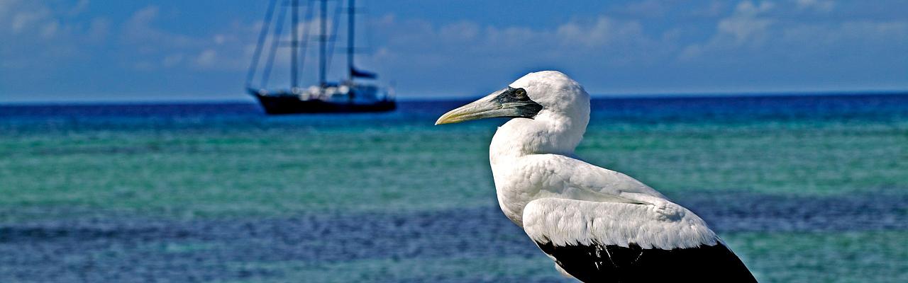 Masked Booby, Seychelles Birding Tour, Seychelles Cruise, Seychelles Islands, Naturalist Journeys
