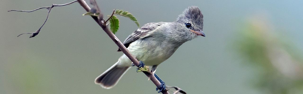 Northern Beardless Tyrannulet, Birding Mexico, Bird watching Mexico, Pacific Ocean, North American birds, Naturalist Journeys, Wildlife Tour, Wildlife Photography, Ecotourism, Specialty Birds, Endemic Birds, Birding Hotspot