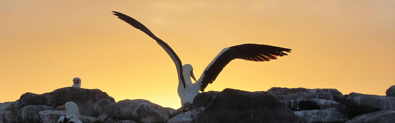 Blue-footed Booby, Birding Mexico, Bird watching Mexico, Pacific Ocean, North American birds, Naturalist Journeys, Wildlife Tour, Wildlife Photography, Ecotourism, Specialty Birds, Endemic Birds, Birding Hotspot 