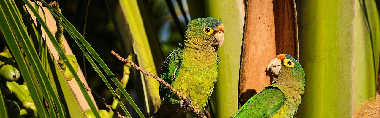 Orange-fronted Parakeet, Birding Mexico, Bird watching Mexico, Pacific Ocean, North American birds, Naturalist Journeys, Wildlife Tour, Wildlife Photography, Ecotourism, Specialty Birds, Endemic Birds, Birding Hotspot 