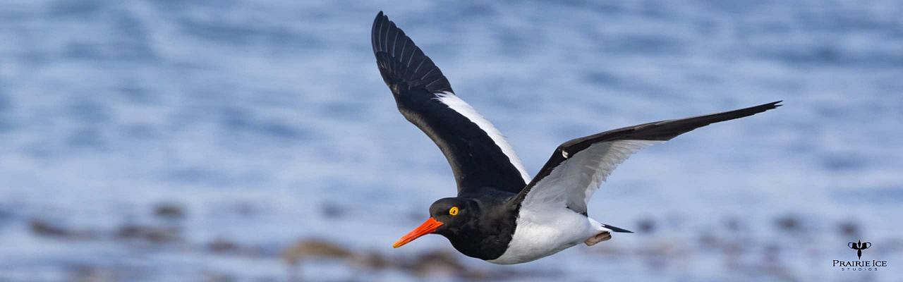 Magellanic Oystercatcher, Birding Antarctica, Bird watching Antarctica, Falkland Islands, South Georgia, Naturalist Journeys, Wildlife Tour, Wildlife Photography, Ecotourism, Specialty Birds, Endemic Birds, Birding Hotspot 
