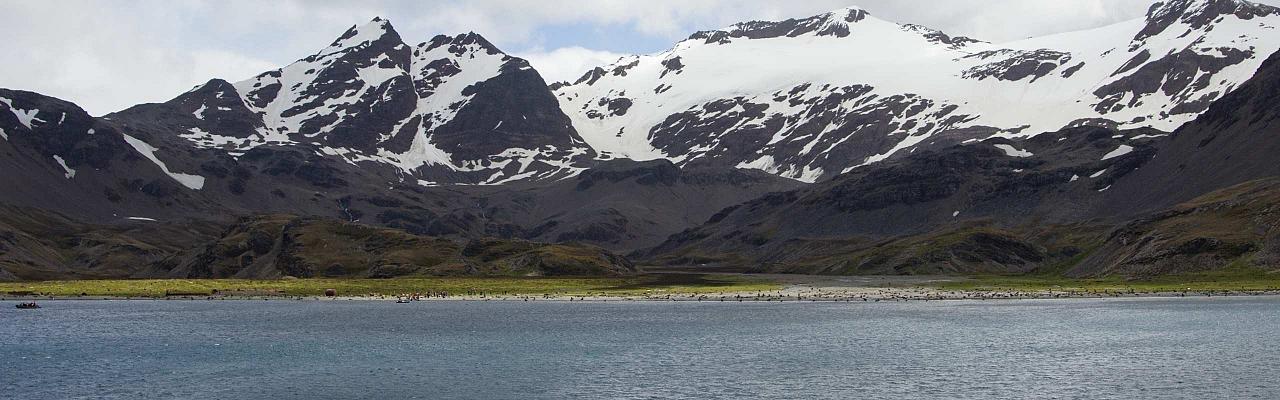 South Georgia, Birding Antarctica, Bird watching Antarctica, Falkland Islands, South Georgia, Naturalist Journeys, Wildlife Tour, Wildlife Photography, Ecotourism, Specialty Birds, Endemic Birds, Birding Hotspot 
