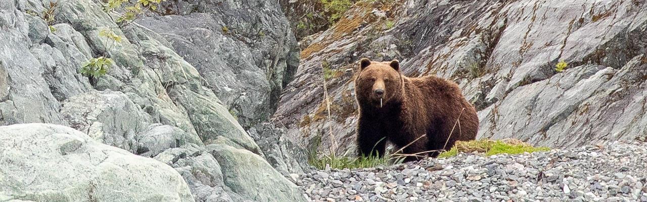 Birding Alaska, Bird Watching Alaska, Birding North America, Naturalist Journeys, Wildlife Tour, Wildlife Photography, Ecotourism, Specialty Birds, Endemic Birds, Birding Hotspot, Whale Watching