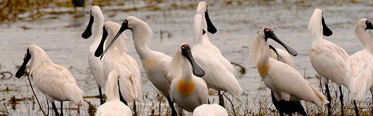 Royal Spoonbills, Djambal, Australia Birding Tour, Naturalist Journeys, Guided Nature Tour