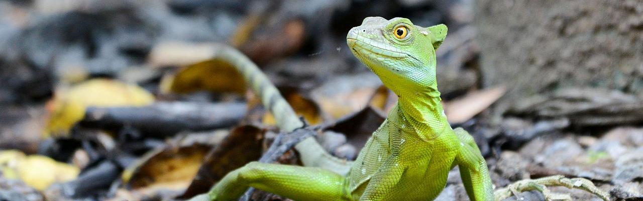 Lizard, Costa Rica, Costa Rica Birding Tour, Costa Rica Nature Tour, Winter Costa Rica Tour, Monteverde, Arenal Observatory, Naturalist Journeys