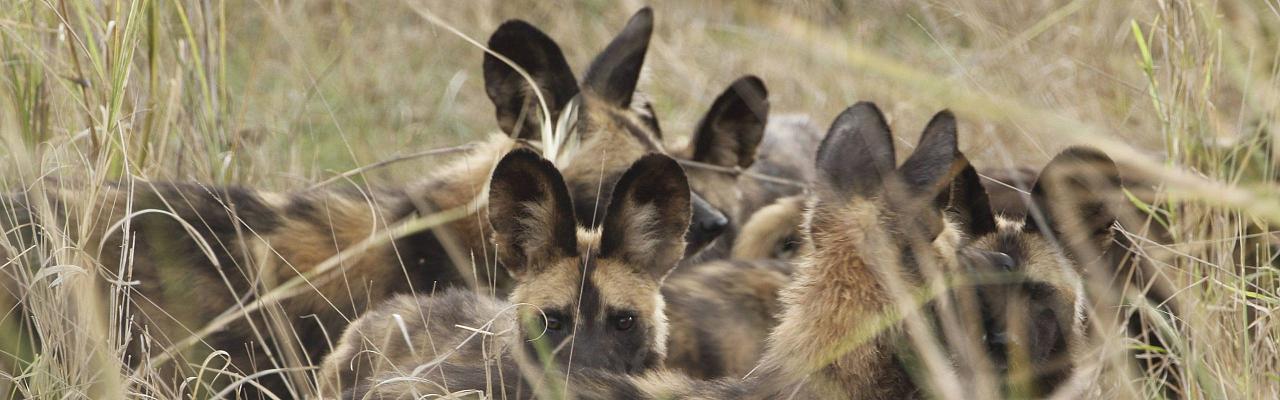 Birding South Africa, Bird watching South Africa, Cape Town, African birds, African Safari, Naturalist Journeys, Wildlife Tour, Wildlife Photography, Ecotourism, Specialty Birds, Endemic Birds, Birding Hotspot