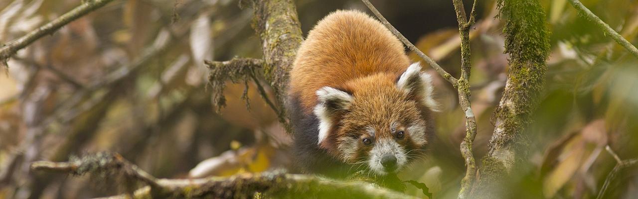 Red Panda, India Nature Tour, India Wildlife Tour, India Wildlife Safari, Naturalist Journeys