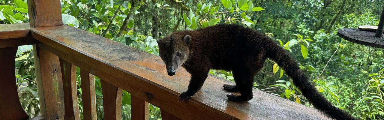 Coati, Naturalist Journeys, Ecuador Birding Tour, Ecuador Humming Bird Tour, Ecuador Nature Tour