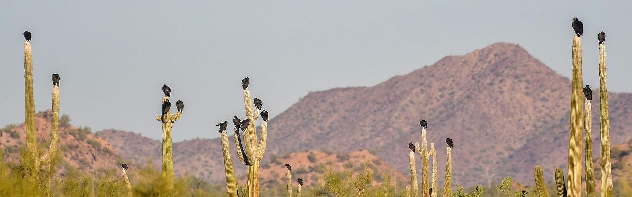 Arizona Birding, Arizona Bird Watching, United States, North American Birds, Naturalist Journeys, Wildlife Tour, Wildlife Photography, Ecotourism, Specialty Birds, Endemic Birds, Birding Hotspot, Sonoran Desert, Tucson