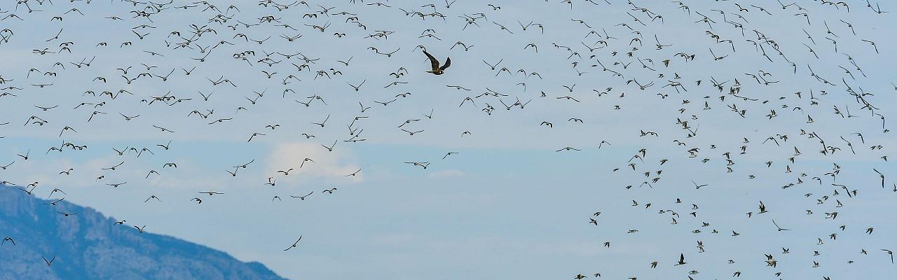 Arizona Birding, Arizona Bird Watching, United States, North American Birds, Naturalist Journeys, Wildlife Tour, Wildlife Photography, Ecotourism, Specialty Birds, Endemic Birds, Birding Hotspot, Sonoran Desert, Tucson