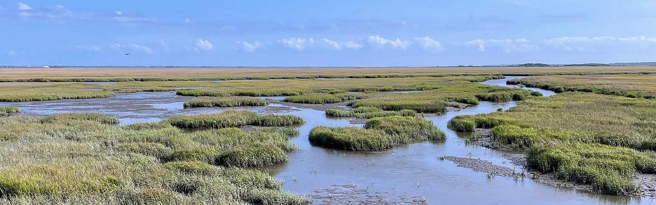 Birding Georgia, Bird Watching Georgia, North American Birds, Naturalist Journeys, Wildlife Tour, Wildlife Photography, Ecotourism, Specialty Birds, Endemic Birds, Birding Hotspot, Migration, Little St. Simons Island