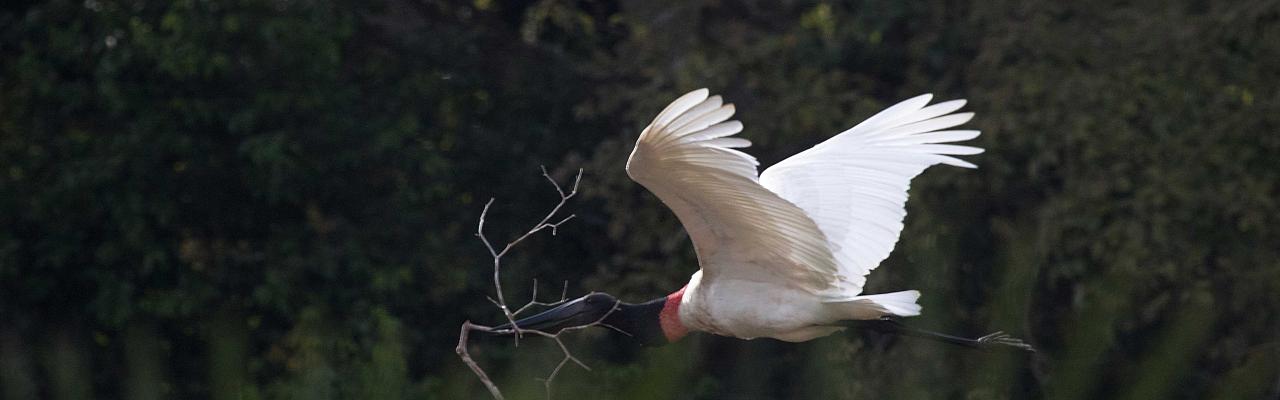 Jabiru, Belize, Belize Birding Tour, Belize Nature Tour, Winter Belize Tour, Chan Chich Lodge, Crooked Tree Lagoon, Naturalist Journeys