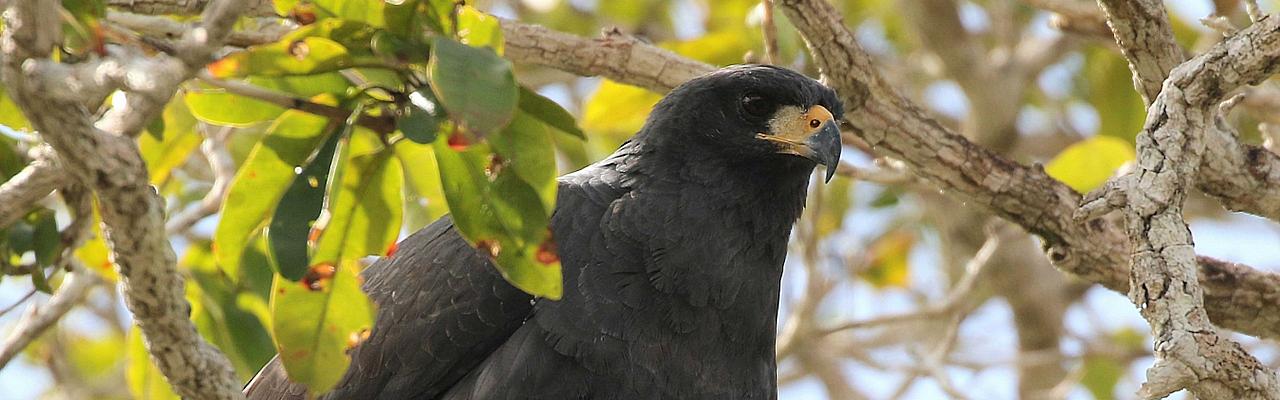 Great Black Hawk, Belize Birding Tour, Belize Nature Tour, Winter Belize Tour, Chan Chich Lodge, Crooked Tree Lagoon, Naturalist Journeys