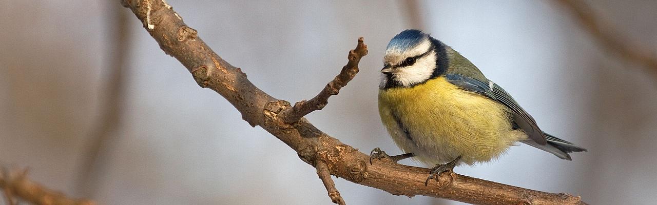 Birding Belgium, Bird Watching the Netherlands, European Birds, Naturalist Journeys, Wildlife Tour, Wildlife Photography, Ecotourism, Specialty Birds