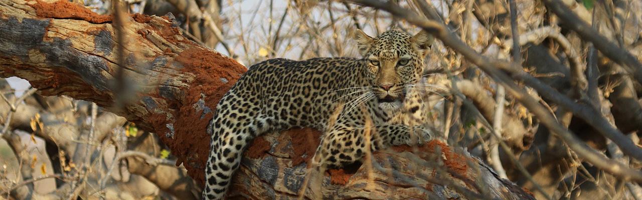Leopard, Okavango Delta, Botswana, African Safari, Botswana Safari, Naturalist Journeys