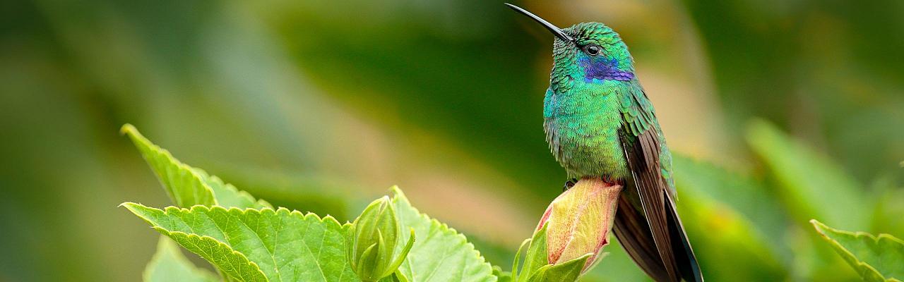 Birding Mexico, Bird watching Mexico, Oaxaca, Mexico, North American Birds, Naturalist Journeys, Wildlife Tour, Wildlife Photography, Ecotourism, Specialty Birds, Endemic Birds, Birding Hotspot