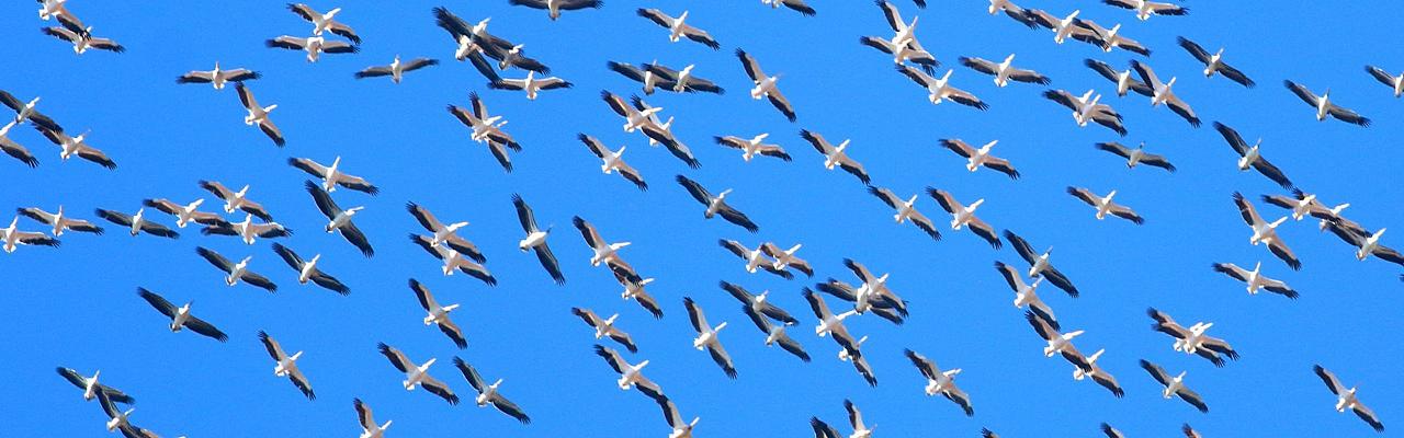 Birding Romania, Birding Bulgaria, Bird Watching Europe, European Birds, Naturalist Journeys, Wildlife Tour, Wildlife Photography, Ecotourism, Specialty Birds, Endemic Birds, Birding Hotspot, Black Sea, Bird Migration