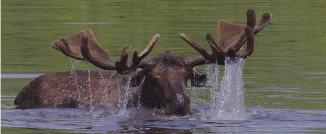 birding tours minnesota