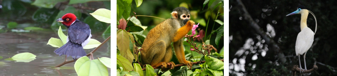 smithsonian amazon river cruise