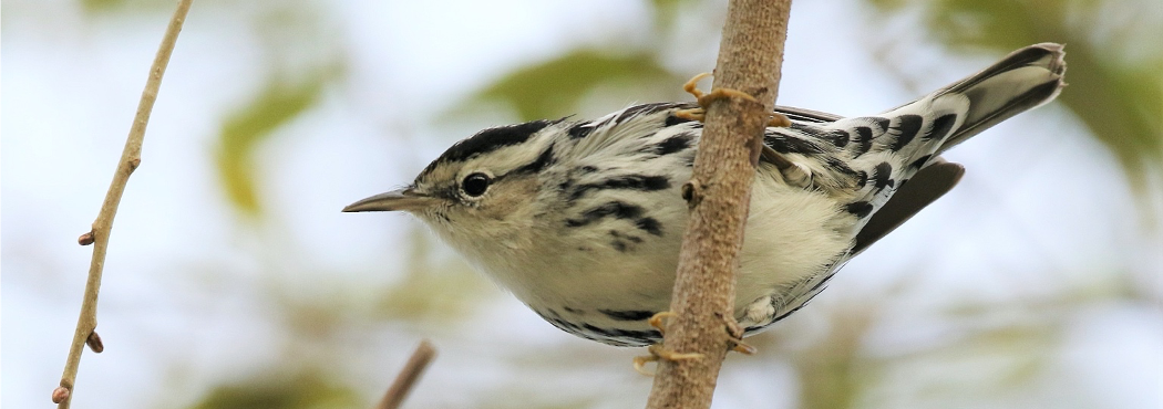 florida bird watching tours