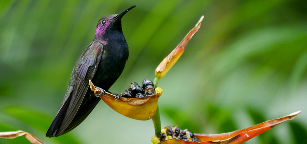 bird watching tours jamaica