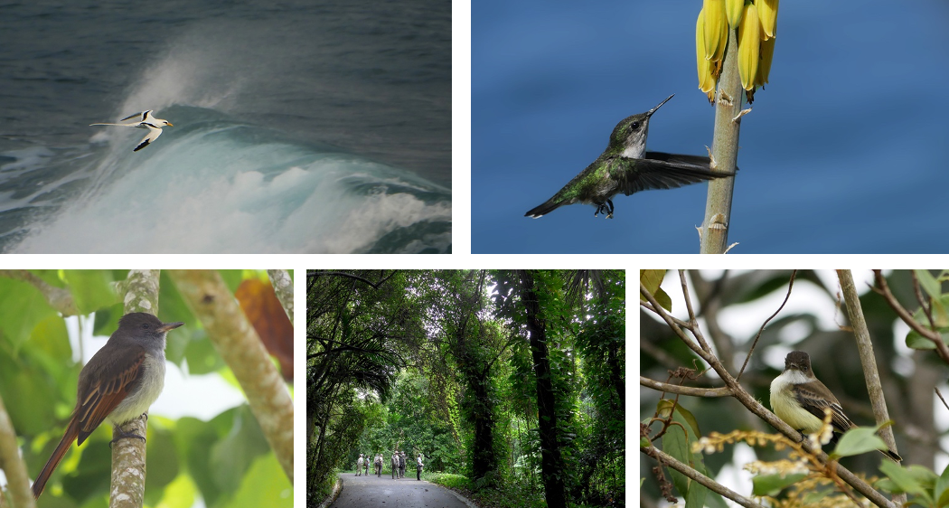 bird watching tours jamaica