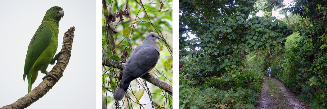 bird watching tours jamaica