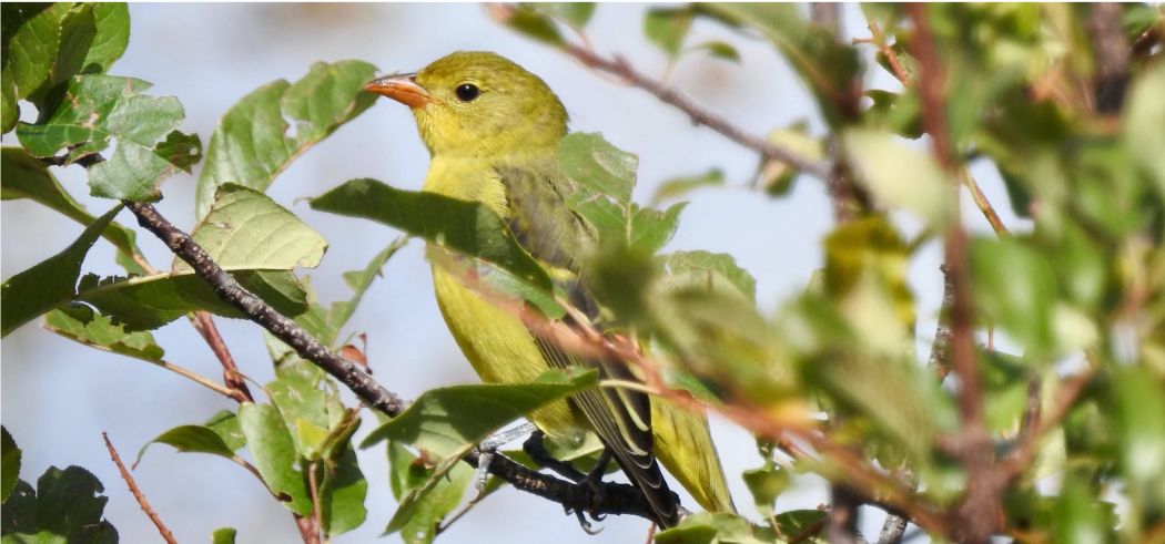 wildlife tours oregon