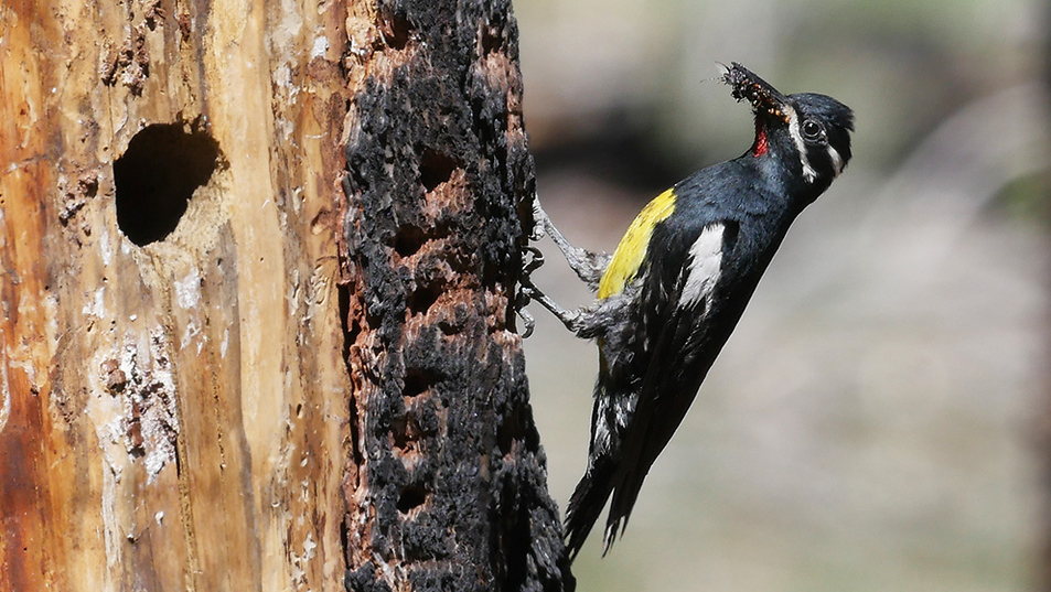 wildlife tours oregon