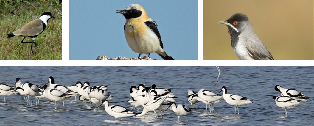 birding tours greece