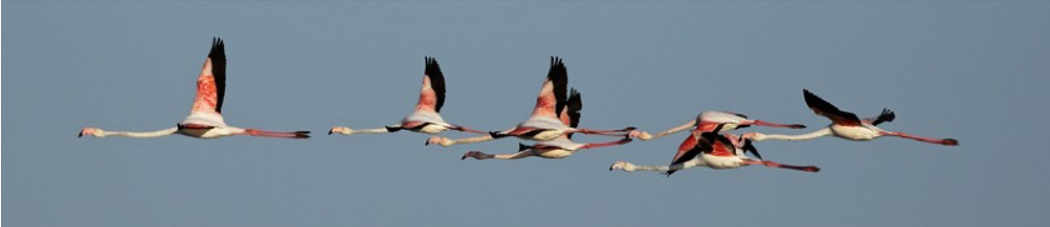 birding tours greece