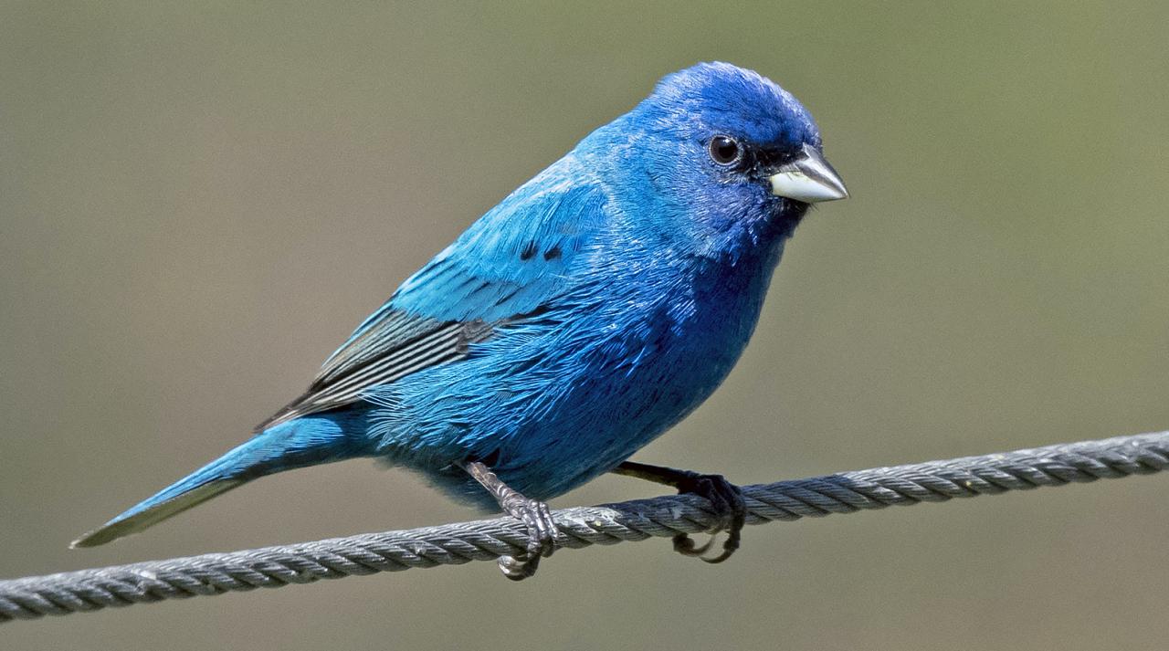 Alabama Dauphin Island Spring Migration Birding Tour 2024