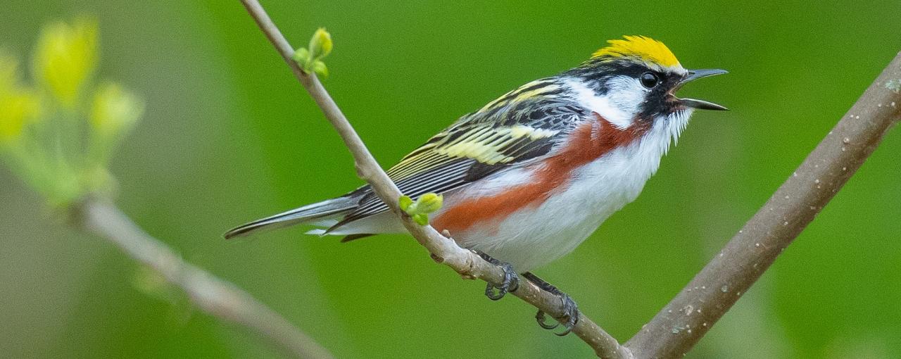 Alabama Dauphin Island Spring Migration Birding Tour 2024