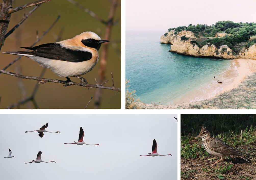 portugal wildlife tour