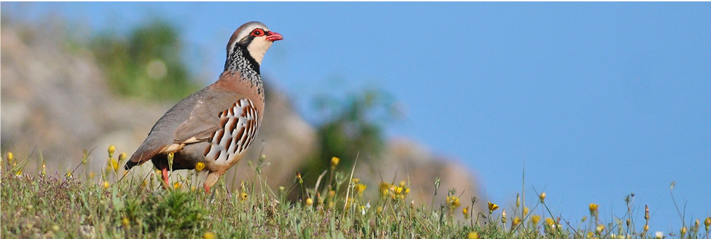 birding trips lisbon