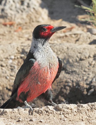Lewis's Woodpecker, Oregon, Oregon Wildlife Tour, Oregon Birding, Naturalist Journeys, Oregon birding tour, Oregon Birds & Brews