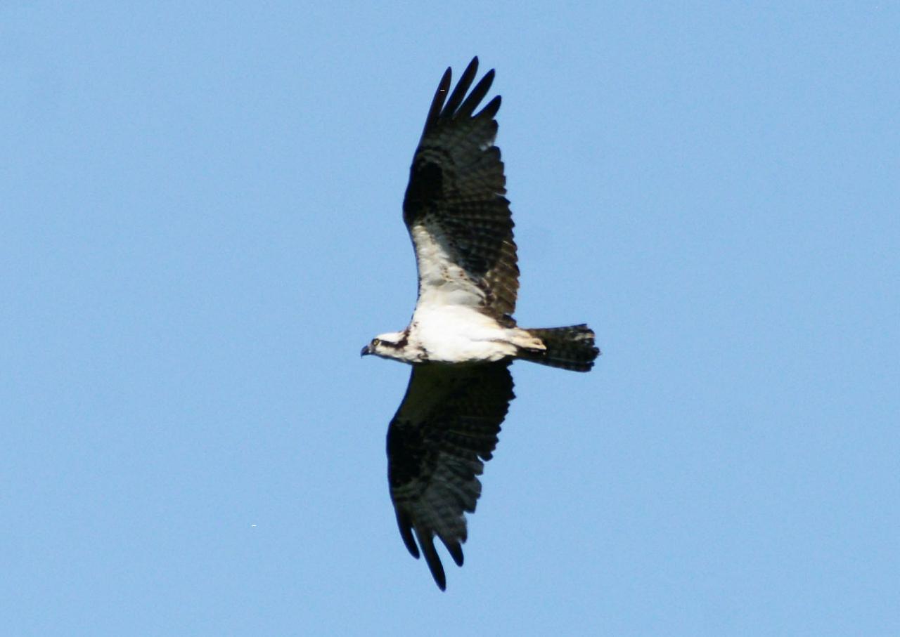 Osprey, Oregon, Oregon Wildlife Tour, Oregon Birding, Naturalist Journeys, Oregon birding tour, Oregon Birds & Brews