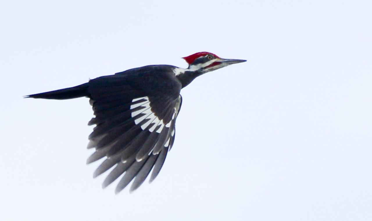 Pileated Woodpecker, Oregon, Oregon Wildlife Tour, Oregon Birding, Naturalist Journeys, Oregon birding tour, Oregon Birds & Brews