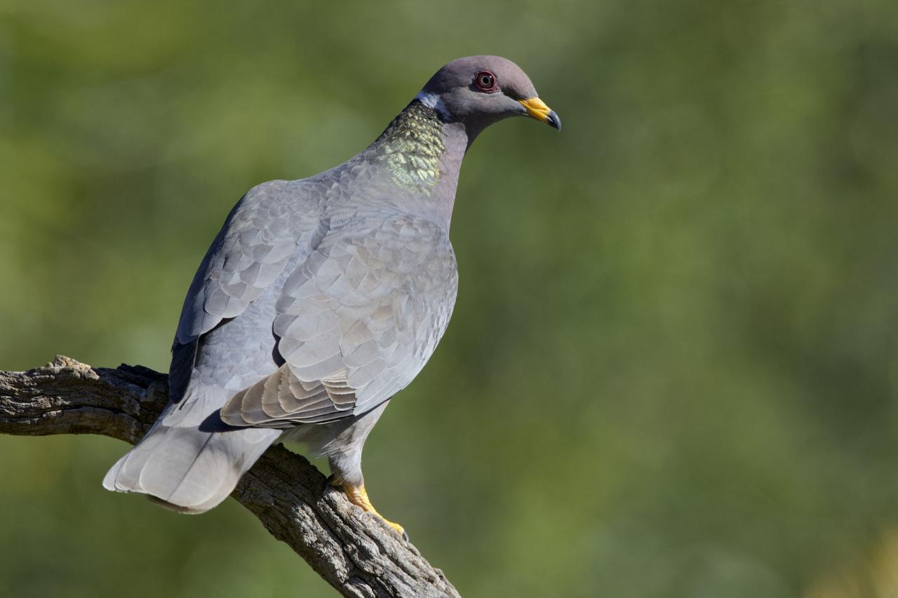 Band-tailed Pigeon, Oregon, Oregon Wildlife Tour, Oregon Birding, Naturalist Journeys, Oregon birding tour, Oregon Birds & Brews