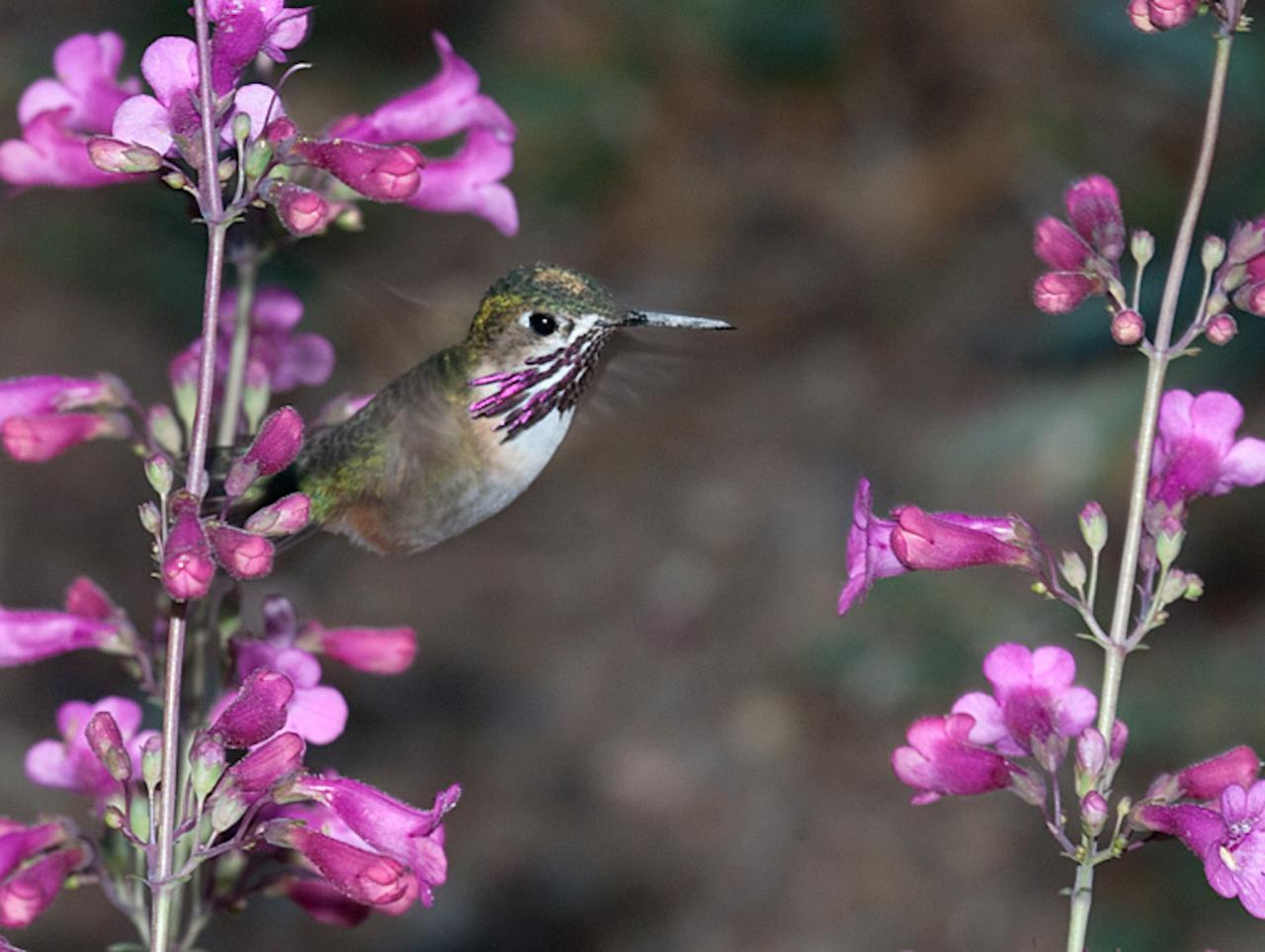 Calliope Hummingbird, Oregon, Oregon Wildlife Tour, Oregon Birding, Naturalist Journeys, Oregon birding tour, Oregon Birds & Brews