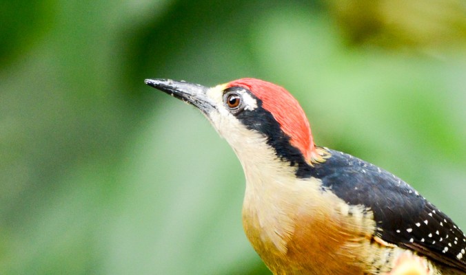 Black-cheeked Woodpecker, Costa Rica, Costa Rica Nature Tour, Costa Rica Birding Tour, Fall Migration Tour, Naturalist Journeys, Costa Rica Birding Tour, Costa Rica Nature Tour