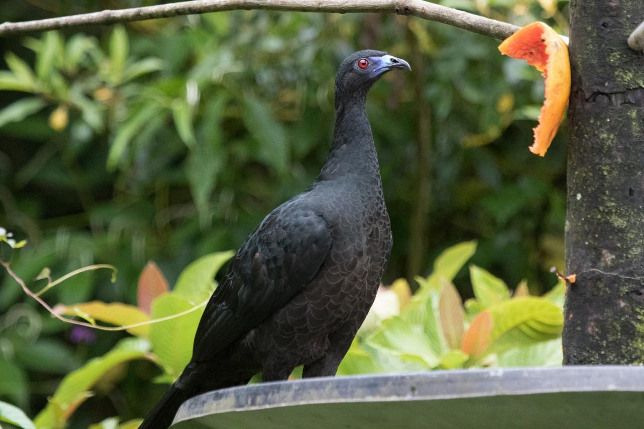 Black Guan, Costa Rica, Costa Rica Birding Tour, Costa Rica Nature Tour, Naturalist Journeys