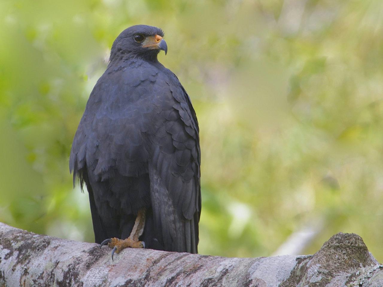 Common Black Hawk, Oaxaca, Oaxaca Birding Trip, Oaxaca Nature Trip, Mexico Birding Trip, Mexico Nature Trip, Naturalist Journeys